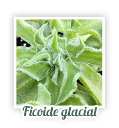 ficoide glacial